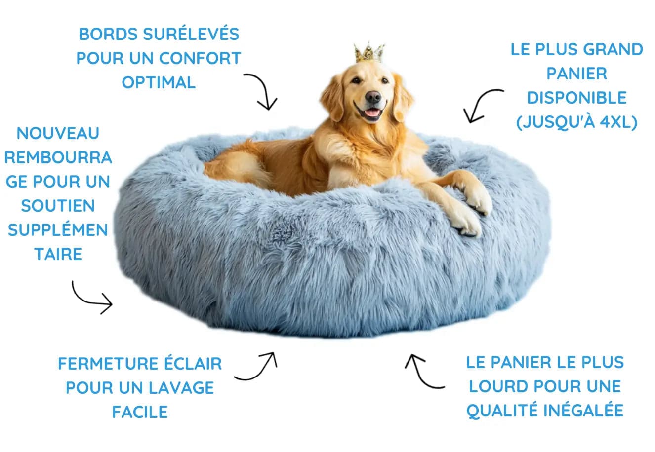 Chien confortablement installé sur son coussin orthopédique